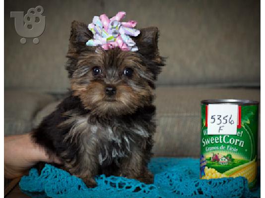 PoulaTo: Yorkshire Terrier toy